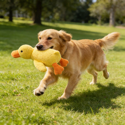 Chew & Squeak Dog Toy