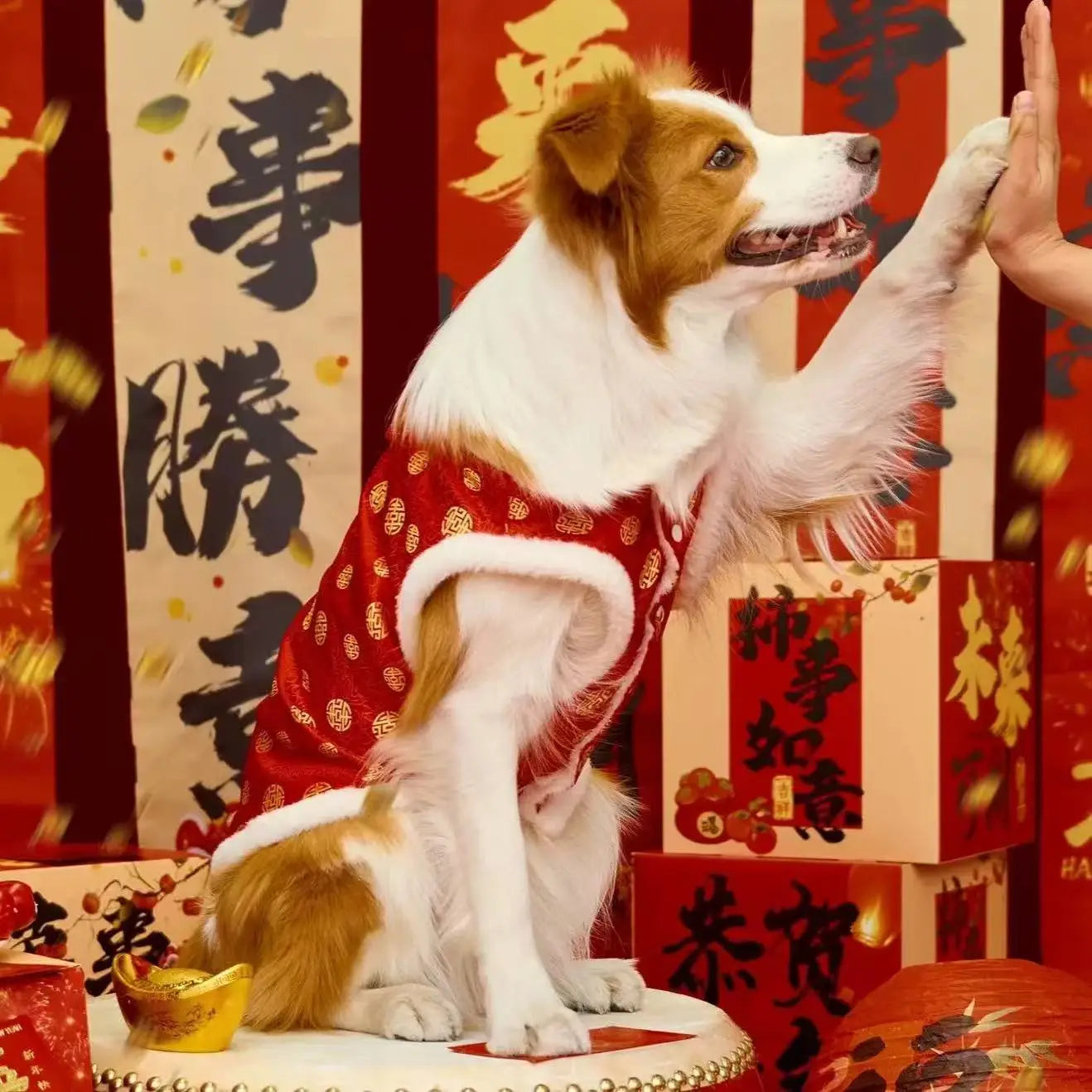 Classic Chinese Pet Wear